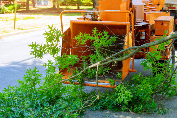 Best Sod Installation  in Macdonnell Heights, NY