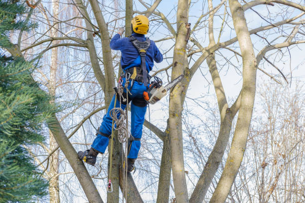 Best Tree Mulching  in Macdonnell Heights, NY