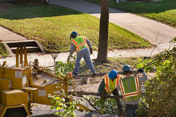 Best Root Management and Removal  in Macdonnell Heights, NY