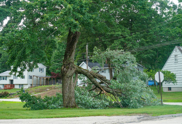 Best Tree Risk Assessment  in Macdonnell Heights, NY
